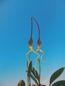 Bulbophyllum tricanaliferum