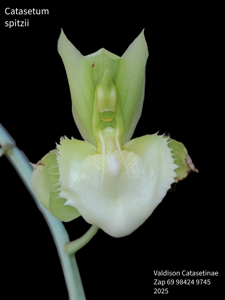 Catasetum spitzii