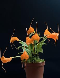 Masdevallia hirtzii