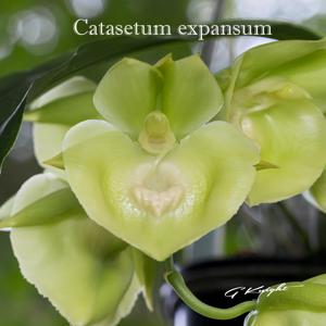 Catasetum expansum