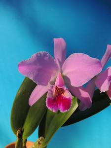 Cattleya jenmanii