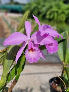 Cattleya labiata var. concolor