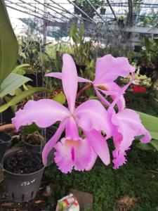 Cattleya labiata var. concolor