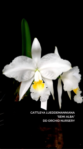 Cattleya lueddemanniana var. alba