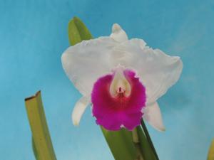 Cattleya quadricolor