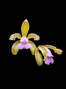 Cattleya tigrina var. caerulea
