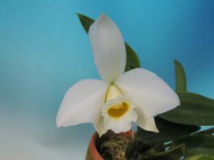 Cattleya praestans