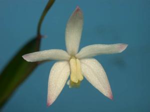 Cattleya fournieri
