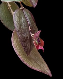Lepanthes gargoyla