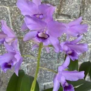 Guarianthe bowringiana