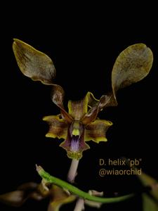 Dendrobium helix