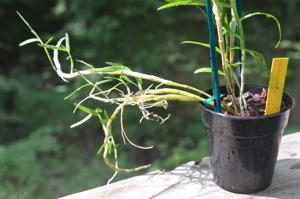 Dendrobium hercoglossum