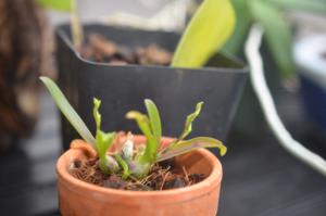 Dendrobium elliottianum