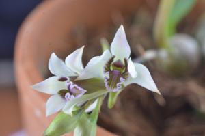 Dendrobium elliottianum