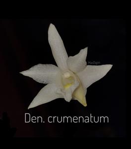 Dendrobium crumenatum