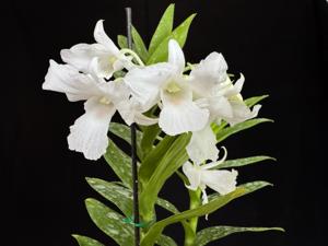 Dendrobium dearei