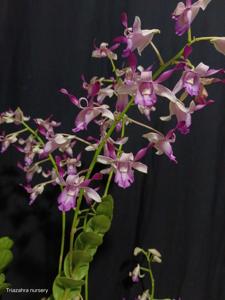 Dendrobium taurinum
