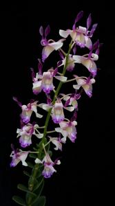Dendrobium taurinum
