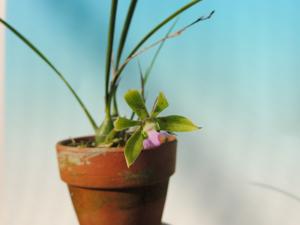 Encyclia bracteata