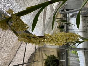 Epidendrum ruizianum