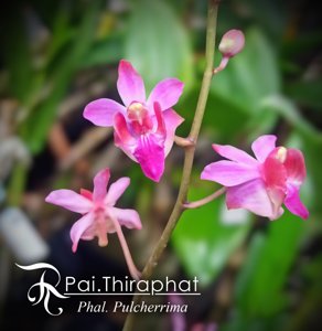 Phalaenopsis pulcherrima