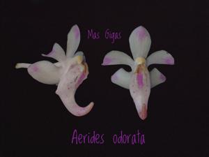 Aerides odorata