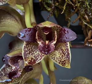 Grammatophyllum stapeliiflorum