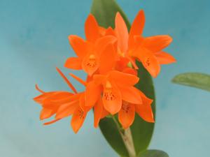 Guarianthe aurantiaca