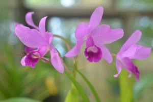 Guarianthe bowringiana