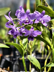 Guarianthe bowringiana