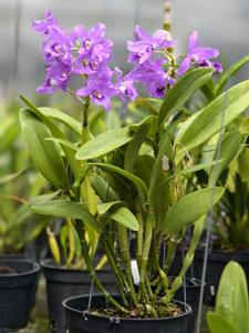 Guarianthe bowringiana
