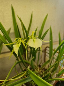 Brassavola nodosa