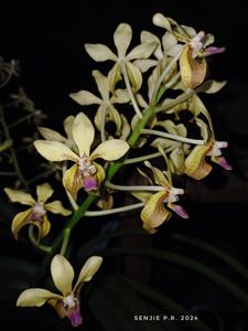 Vanda lamellata var. remediosae