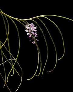 Schoenorchis juncifolia