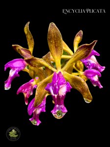 Encyclia plicata