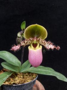 Paphiopedilum glaucophyllum
