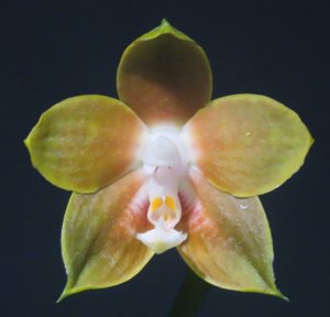 Phalaenopsis venosa
