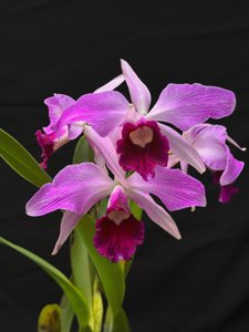 Cattleya purpurata