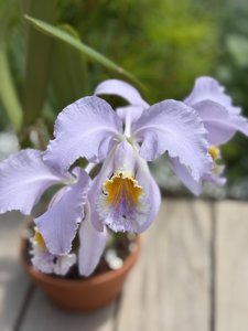 Cattleya mossiae var. coerulea