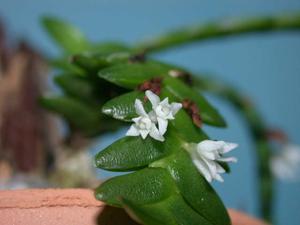 Microsaccus griffithii