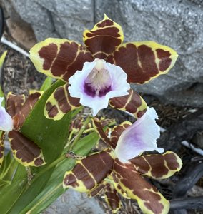 Miltonia candida