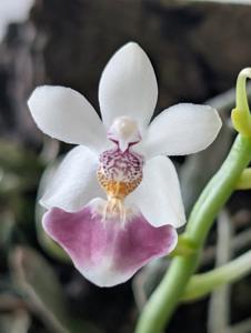 Phalaenopsis parishii