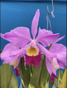 Cattleya wallisii