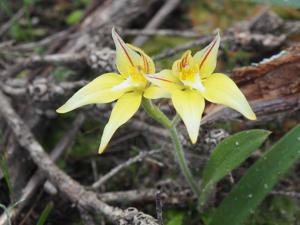 Caladenia flava subsp. flava