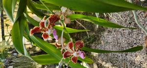 Vanda tricolor