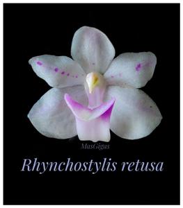 Rhynchostylis retusa