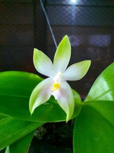 Phalaenopsis bellina