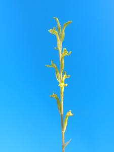 Sarcoglottis sceptrodes