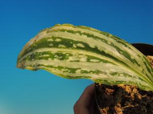 Sarcoglottis sceptrodes