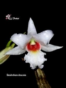 Dendrobium draconis